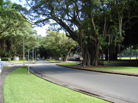 Banyon drive Hilo, Hawaii