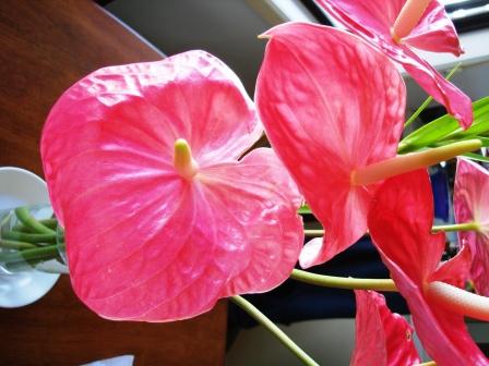 Anthuriums from Hilo