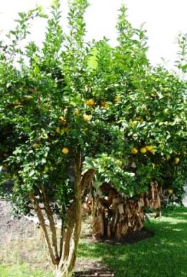 Lemon tree in Hilo, Hawaii backyard